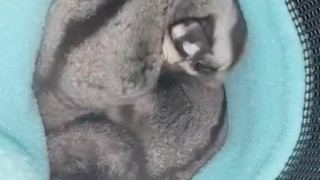 My sugar gliders