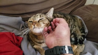 Fat Pussy Cat Gets Rubbed And Pet 
