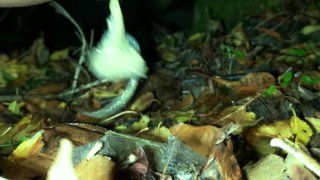 Condom slipped off and emptied inside teen ass - Pushing condom and cum out