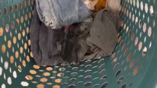 naughty pissing in the laundry basket