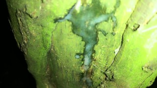 Showing creampie on a tree and softening cock after jerk off