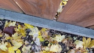 Girl's Quick Outside Piss On Local Fence
