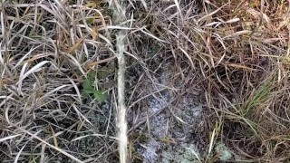 PISSING IN THE WOODS