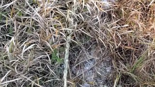 PISSING IN THE WOODS