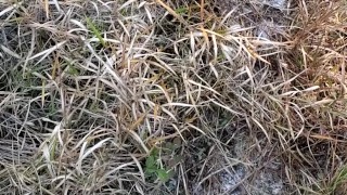 PISSING IN THE WOODS