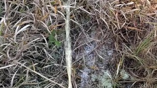 PISSING IN THE WOODS