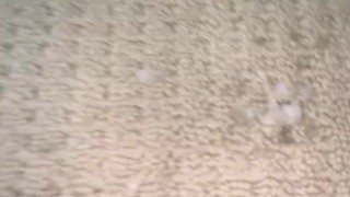 Doing push-ups and Humping my Floor Until MASSIVE cumshot