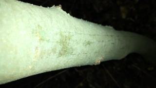 I added my cum on " cruising cum tree " ( close up cumshot )