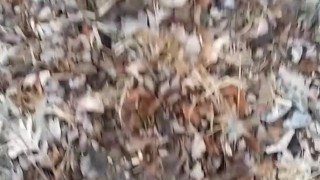 Morning Jerk off session outdoors