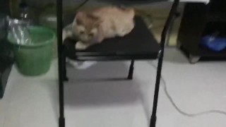 My cat is cute