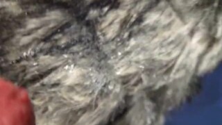 BBB repost (from 2008) K.L.S. "Fur Coat MiniQuickie(w/BlackCanary)" by requ