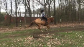 Horses