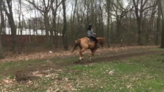 Horses