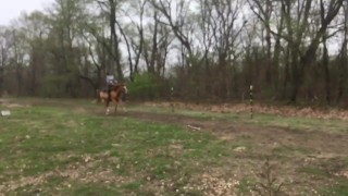 Horses