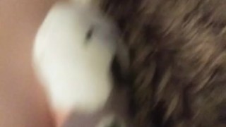 Furry Scurries