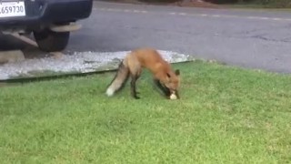 Fox Some Bread