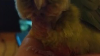 Fluffy Kiwi takes a snooze PH
