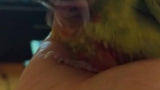 Gay Birb PH
