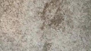 getting horny while pissing the carpet and cum