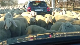 The Venetian and sheeps on the road