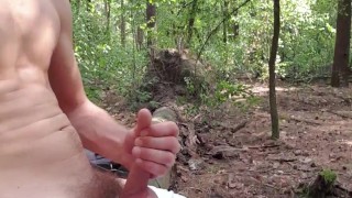 Schwanz spielen ins Wald 