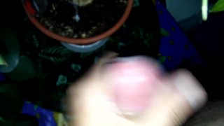 Обкончал цветок