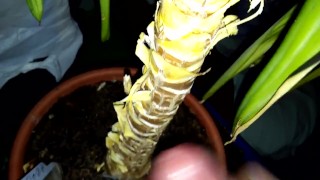 Обкончал цветок