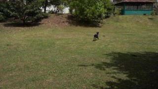 VIDEO DE ESTER DISFRUTA VER PERRA EN EL PARQUE