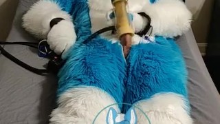 Murrsuiter milks himself