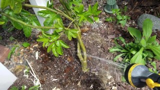 Jerking Off Nutrient for the Passion Fruit