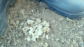 Farm boy crushes crunchy empty shells with his boots - crush spit piss cum