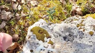 boy strokes and big load of cum on rock