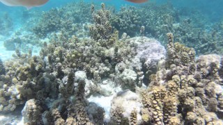 Snorkeling trips with hot tourists