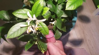 Jerk Off Nutrient for the Lemon