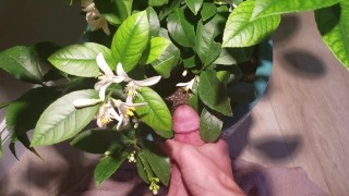 Jerk Off Nutrient for the Lemon
