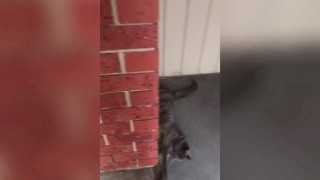 PUSSY STROKING CUMPILATION