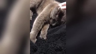 PUSSY STROKING CUMPILATION