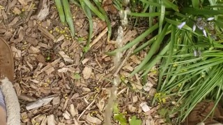 Quick Pee To Water The Flowers