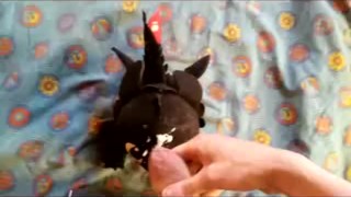 Dragon Toothless Plush in Head 2