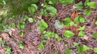 Someone watched me pee in the woods today between my sexy sandals 