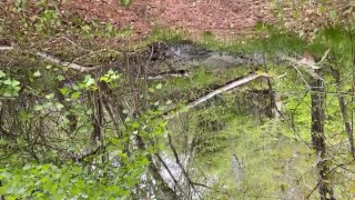 Someone watched me pee in the woods today between my sexy sandals 