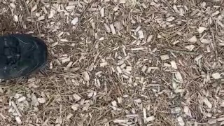 Dirty sneakers stepping on pine cones in the park