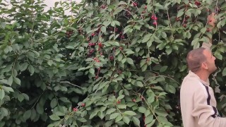 Jug of ripe cherries.