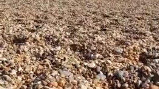 BEACH CANDID - Beautiful THICK BOOTY Latina in a Micro BIKINI 