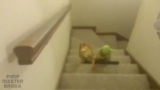 Yoda Finds Out You Got A Bad Report Card!