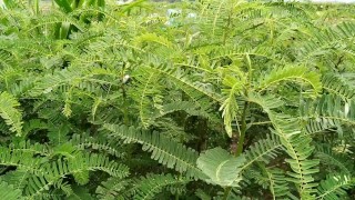 Indian masturbation and cumshot in outdoor green field