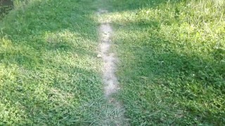 Forest walking