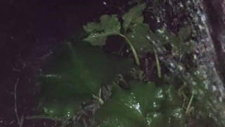 I almost forgot to water the garden.