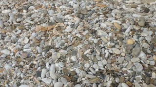 Exibitionist Hotwife Showcases her Pussy to our Friend at a Nudist Beach