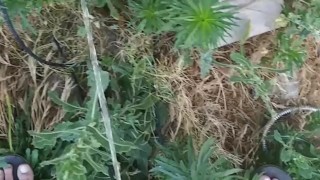 Norwegian Daddy Dick Taking A Piss Outside With Sandals On Half Naked